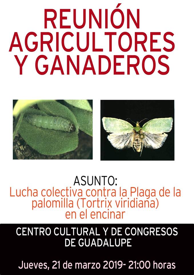 Reunión sobre la plaga de la palomilla 2019 - Guadalupe (Cáceres)