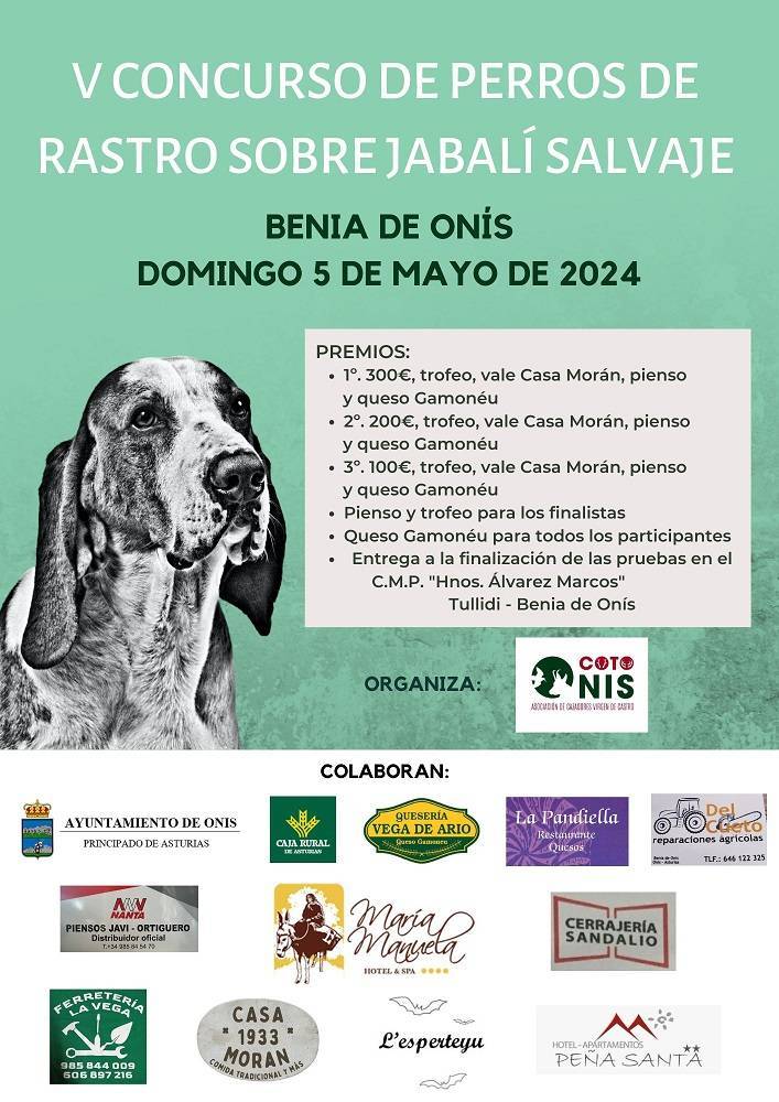 V Concurso de Perros de Rastro sobre Jabalí Salvaje - Benia de Onís (Asturias)