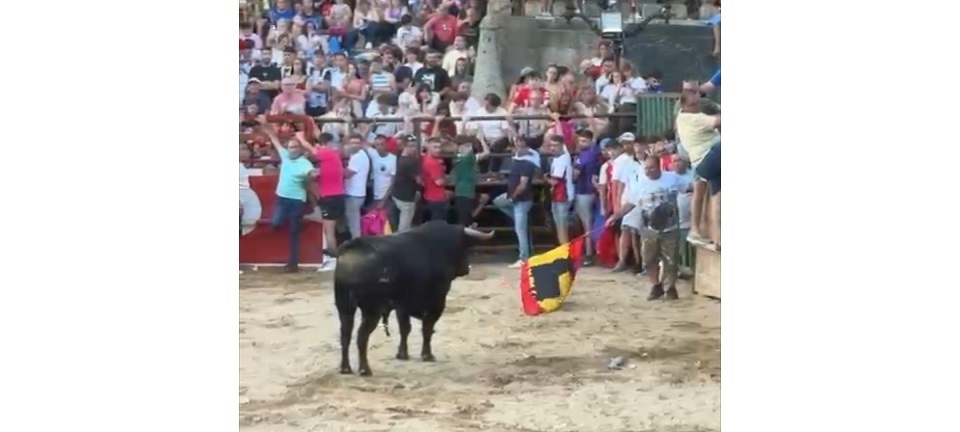 Un corneado grave en los festejos taurinos (2025) - Guadalupe (Cáceres)